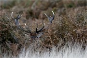 D500 RichmonPark 18-10-02 2905   Photos ACG 2018