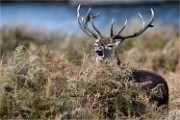 D500 RichmonPark 18-10-02 2920   Photos ACG 2018