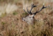 D500 RichmonPark 18-10-02 2934   Photos ACG 2018