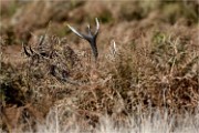 D500 RichmonPark 18-10-02 2941   Photos ACG 2018