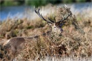 D500 RichmonPark 18-10-02 3054   Photos ACG 2018