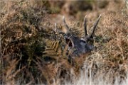 D500 RichmonPark 18-10-02 3062   Photos ACG 2018
