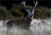 D500 RichmonPark 18-10-02 3183   Photos ACG 2018