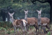 D500 RichmonPark 18-10-04 4087   Photos ACG 2018
