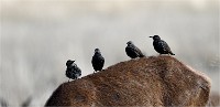 D850 RichmonPark 18-10-01 0287   Photos ACG 2018