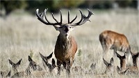 D850 RichmonPark 18-10-01 0375   Photos ACG 2018