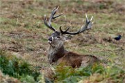 D850 RichmonPark 18-10-02 0566   Photos ACG 2018
