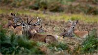 D850 RichmonPark 18-10-02 0601   Photos ACG 2018