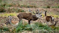 D850 RichmonPark 18-10-02 0635   Photos ACG 2018