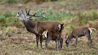 D850 RichmonPark 18-10-02 0651   Photos ACG 2018
