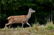 D850 RichmonPark 18-10-02 0704   Photos ACG 2018