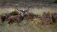 D850 RichmonPark 18-10-02 0735   Photos ACG 2018