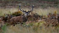 D850 RichmonPark 18-10-02 0738   Photos ACG 2018