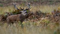 D850 RichmonPark 18-10-02 0746   Photos ACG 2018