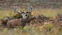 D850 RichmonPark 18-10-02 0750   Photos ACG 2018