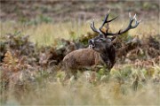 D850 RichmonPark 18-10-02 0755   Photos ACG 2018