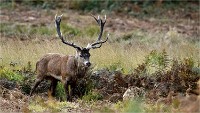 D850 RichmonPark 18-10-02 0826   Photos ACG 2018