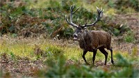 D850 RichmonPark 18-10-02 0850   Photos ACG 2018