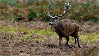 D850 RichmonPark 18-10-02 0854   Photos ACG 2018