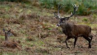 D850 RichmonPark 18-10-02 0858   Photos ACG 2018