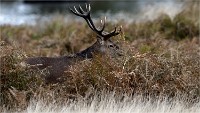 D850 RichmonPark 18-10-02 0923   Photos ACG 2018