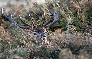 D850 RichmonPark 18-10-02 0950  filtered  Photos ACG 2018