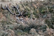 D850 RichmonPark 18-10-02 0960   Photos ACG 2018