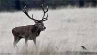 D850 RichmonPark 18-10-04 1253   Photos ACG 2018
