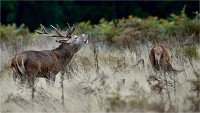 D850 RichmonPark 18-10-04 1386   Photos ACG 2018