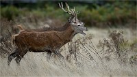 D850 RichmonPark 18-10-04 1428   Photos ACG 2018