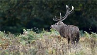 D850 RichmonPark 18-10-04 1462   Photos ACG 2018