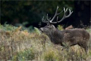 D850 RichmonPark 18-10-04 1467   Photos ACG 2018