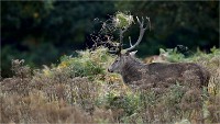 D850 RichmonPark 18-10-04 1486   Photos ACG 2018