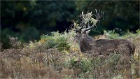 D850 RichmonPark 18-10-04 1487   Photos ACG 2018