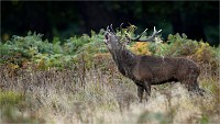 D850 RichmonPark 18-10-04 1503   Photos ACG 2018
