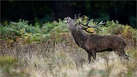 D850 RichmonPark 18-10-04 1514   Photos ACG 2018