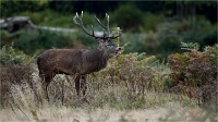 D850 RichmonPark 18-10-04 1523   Photos ACG 2018