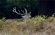 D850 RichmonPark 18-10-04 1549   Photos ACG 2018