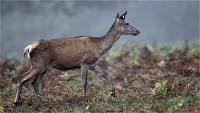D850 RichmonPark 18-10-05 1669   Photos ACG 2018