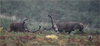 D850 RichmonPark 18-10-05 1751   Photos ACG 2018