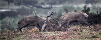 D850 RichmonPark 18-10-05 1807   Photos ACG 2018