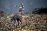 D850 RichmonPark 18-10-05 1866   Photos ACG 2018