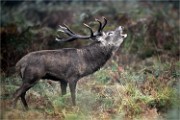 D850 RichmonPark 18-10-05 1878   Photos ACG 2018