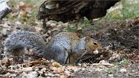 2018-10-01  05  Richmond Park Ecureuils