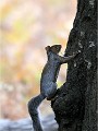 D500 RichmonPark 18-10-03 3214   Photos ACG 2018