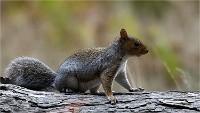 D500 RichmonPark 18-10-03 3251   Photos ACG 2018