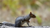 D500 RichmonPark 18-10-03 3263  filtered  Photos ACG 2018