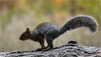 D500 RichmonPark 18-10-03 3287  filtered  Photos ACG 2018