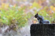 D500 RichmonPark 18-10-03 3300   Photos ACG 2018