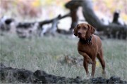 D500 RichmonPark 18-10-03 3311   Photos ACG 2018